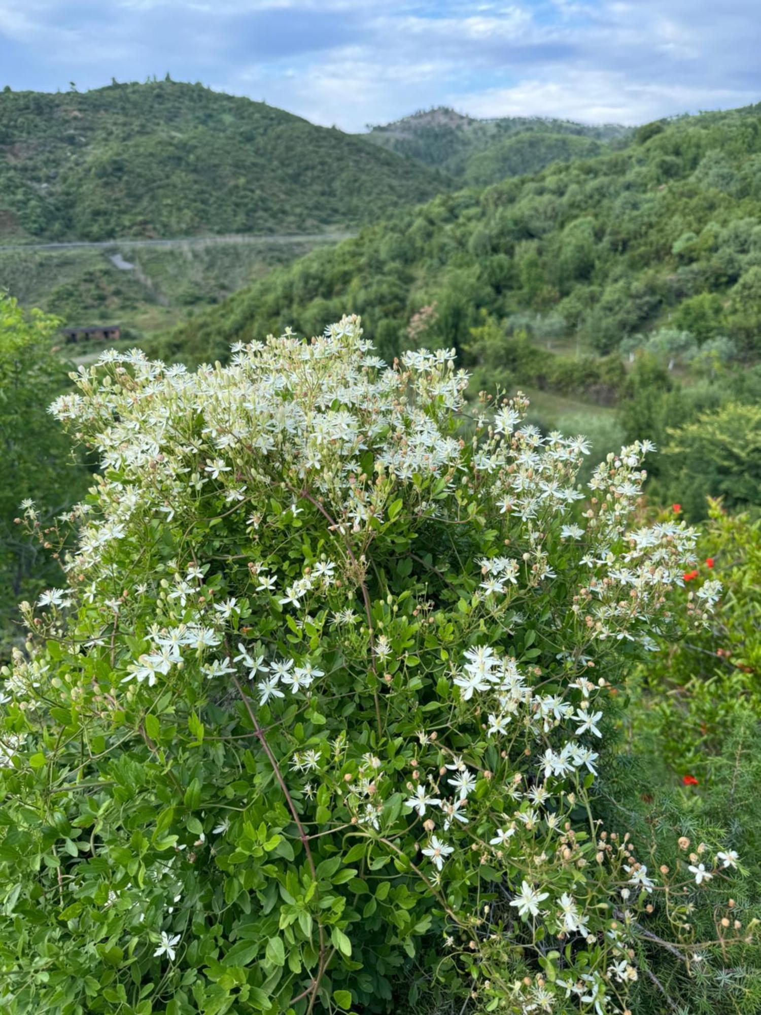 Qyteza Guest House & Camping Shkoder Bagian luar foto